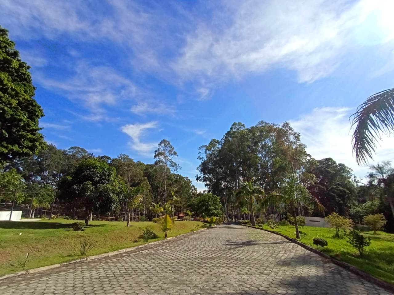 Alameda de acesso cercada por natureza na Quinta dos Eucaliptos